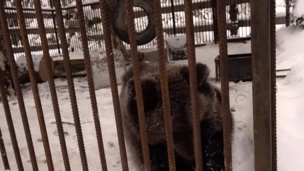 un jeune ours dans une cage mange des pignons de pin et lèche la caméra 