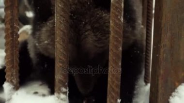 genç bir ayı bir kafes içinde çam fıstığı yemek