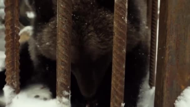 Молодий ведмідь в клітці їсть кедрові горіхи — стокове відео