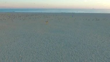 Uçan martıları Porto Atlantik kıyısında üzerinde