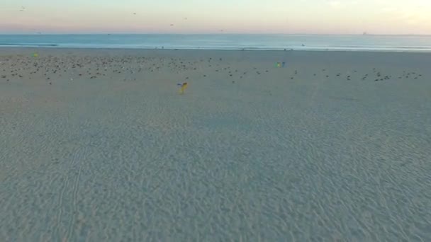 Voar sobre gaivotas na costa atlântica do Porto — Vídeo de Stock
