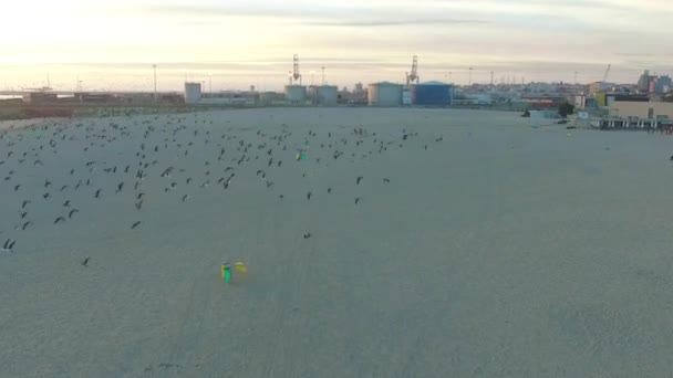 Πετώντας πάνω από γλάροι στην ακτή του Ατλαντικού στο Πόρτο. Εναέρια. — Αρχείο Βίντεο