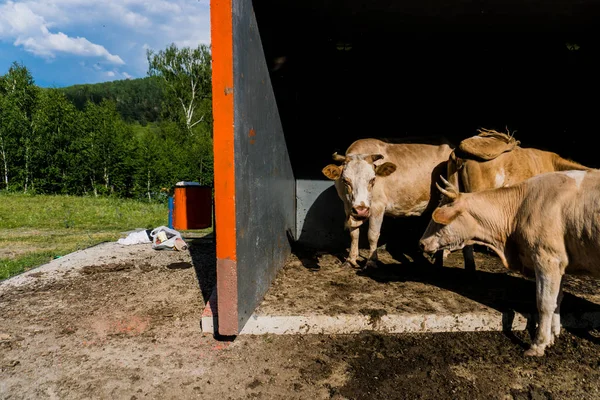 Varias vacas se paran en la parada de autobús y esperan el autobús — Foto de Stock