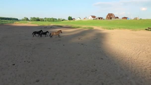 Jouer avec des chevaux par drone — Video