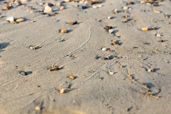 Kagylók homokkal a strandon, közelről, a Lena folyó — Stock Fotó