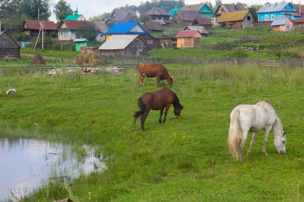 Caballo y vaca pastan en un prado cerca del pueblo — Foto de Stock