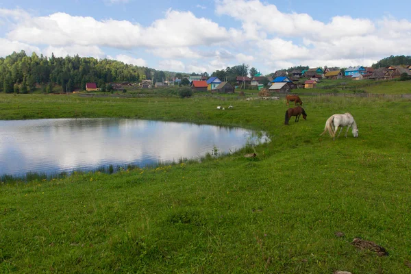Cavalo e vaca pastam em um prado perto da aldeia — Fotografia de Stock