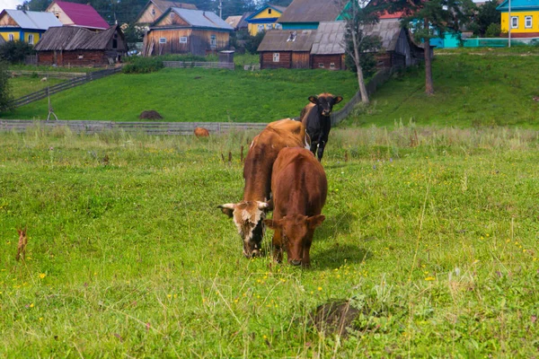 Лошадь и корова пасутся на лугу рядом с деревней — стоковое фото