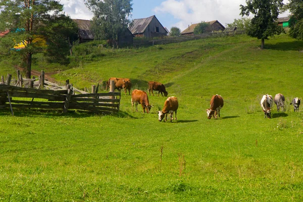 Лошадь и корова пасутся на лугу рядом с деревней — стоковое фото