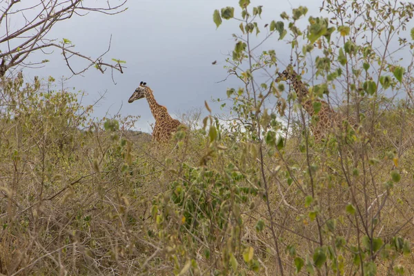 Encontre a girafa entre a grama — Fotografia de Stock