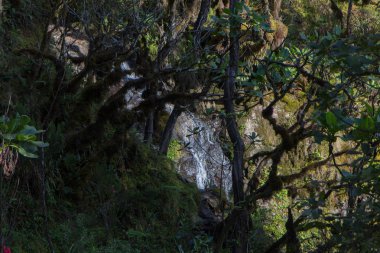 Kilimanjaro Machame rota viski üzerinde izlemek