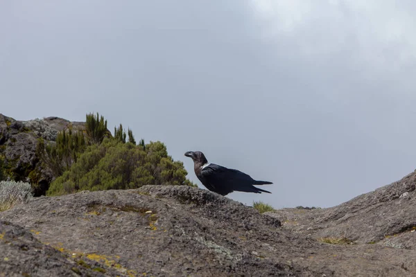 Spåra på Kilimanjaro på Machame Route whisky — Stockfoto