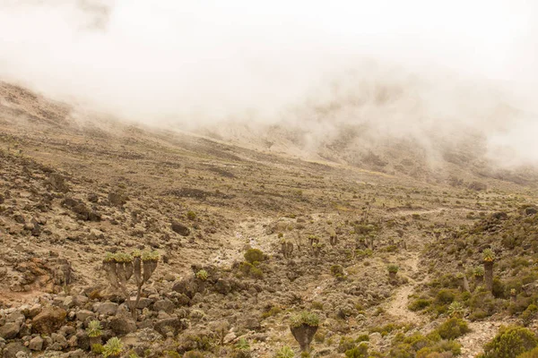 Machame ルート ウイスキーでキリマンジャロを追跡します。3 日間 — ストック写真