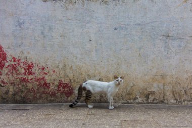 Evde beslenen hayvan kedi sokakta çizgili