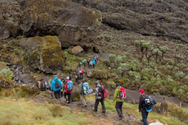 Kilimanjaro Machame rota viski üzerinde izlemek. 4 gün