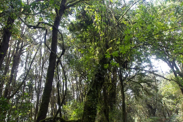 Spur auf dem Kilimandscharo auf der Machame Route Whisky — Stockfoto