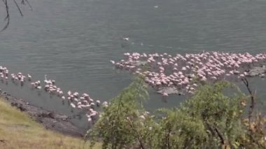 Gölde pembe flamingolar