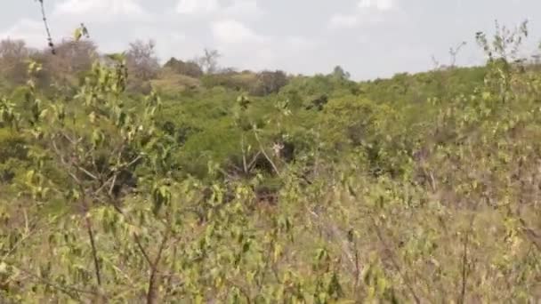 Find the giraffe among the grass — Stock Video