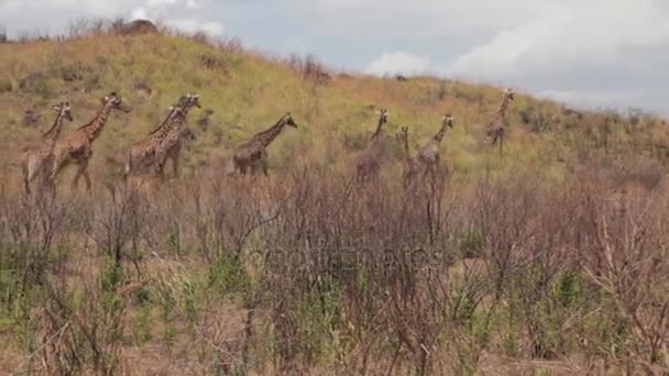 Una bandada de jirafas camina sobre la mortaja — Vídeo de stock