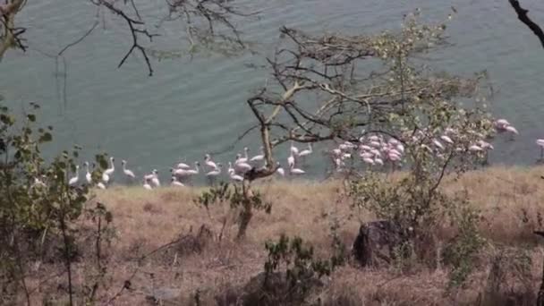 Flamingos cor-de-rosa no lago — Vídeo de Stock