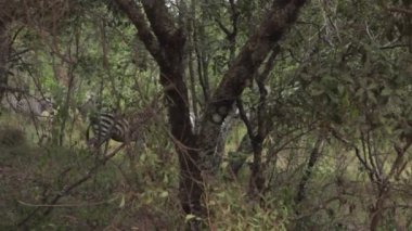 Safari yürüyüş zebra