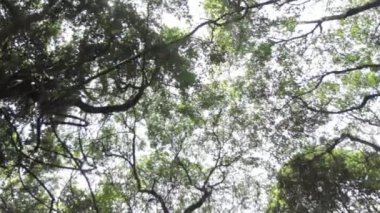 Kilimanjaro Machame rota viski üzerinde izlemek