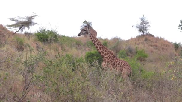 Encontre a girafa entre a grama — Vídeo de Stock