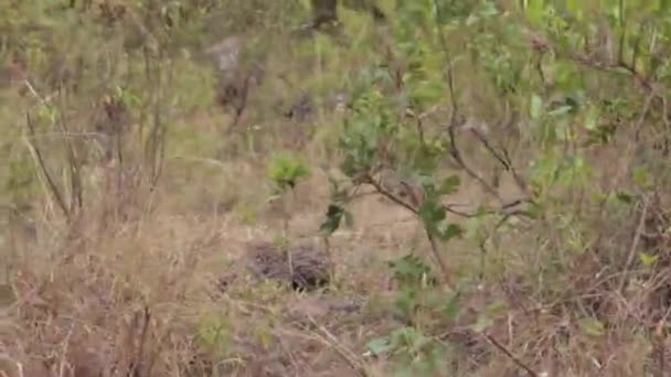 Babuino en safari — Vídeo de stock