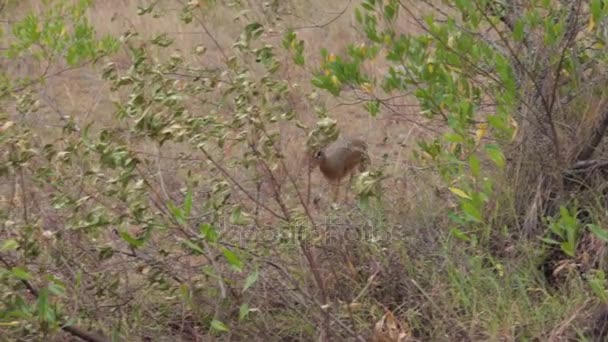 Fawn caminando en safari — Vídeos de Stock