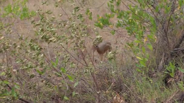 Fawn in safari te voet — Stockvideo