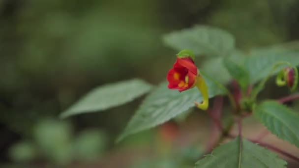 Στενή-shot λουλούδι κόκκινο-κίτρινο χρώμα, παρόμοιο με τον κορμό τους ελέφαντες — Αρχείο Βίντεο