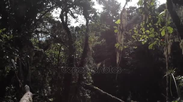 Pista en el Kilimanjaro en la ruta Machame Whiskey — Vídeo de stock