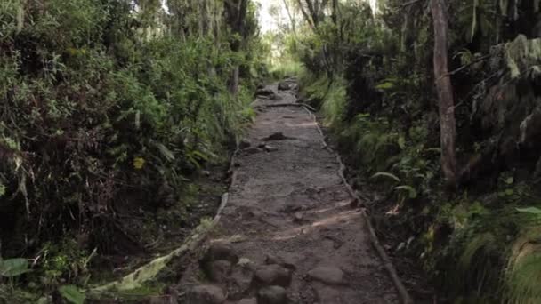 Track on Kilimanjaro on the Machame Route Whiskey — Stock Video