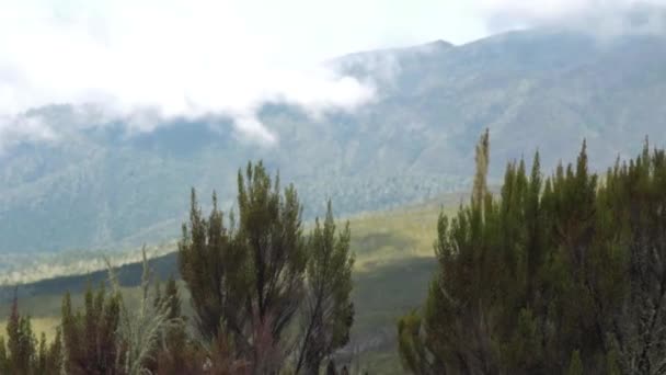 Pista en el Kilimanjaro en la ruta Machame Whiskey — Vídeo de stock