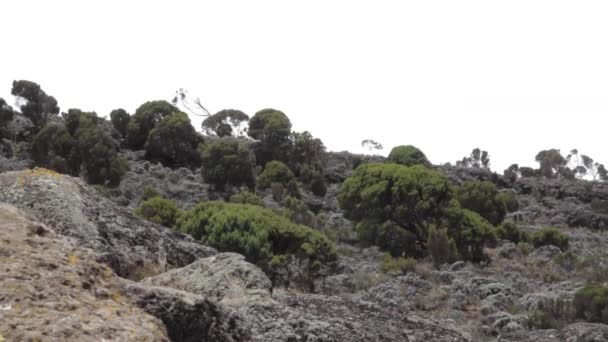 Pista em Kilimanjaro no Machame Route Whiskey — Vídeo de Stock
