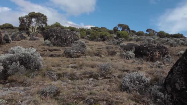 Відстеження на Кіліманджаро на Machame маршруті віскі — стокове відео