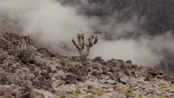 Pista en el Kilimanjaro en el Machame Route Whiskey. 3 días — Vídeos de Stock