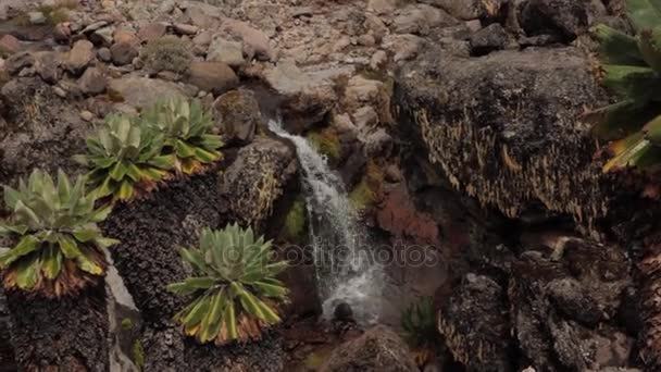 Отследите Килиманджаро на виски "Макхэм Роуд". 3 дня — стоковое видео