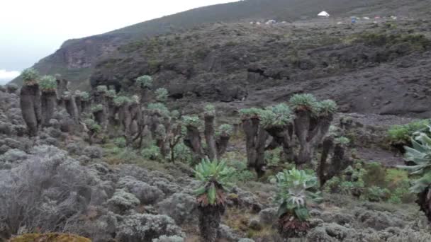 Nyomon követni a Machame útvonal Whiskey a Kilimandzsáró. 4 nap — Stock videók