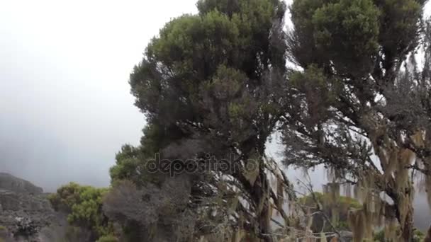 Pista en el Kilimanjaro en el Machame Route Whiskey. 4 días — Vídeo de stock