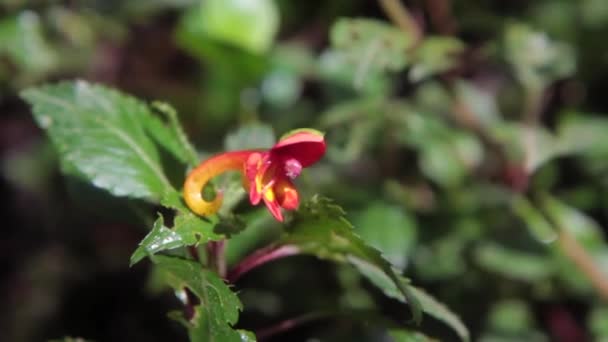 Gros plan fleur de couleur rouge-jaune, semblable au tronc d'éléphants — Video