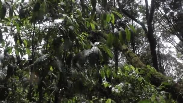 Circuit sur le Kilimandjaro sur la Machame Route Whiskey 