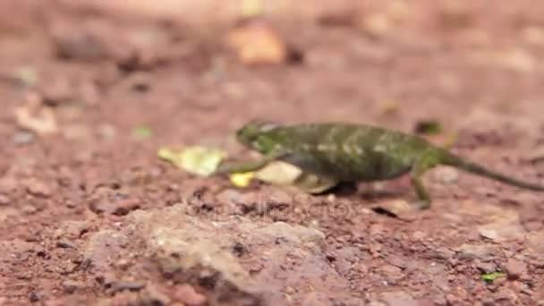 Chameleon försöker passera obemärkt över vägen — Stockvideo