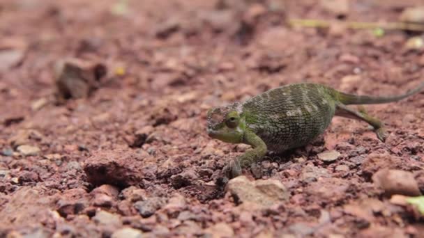 Chameleon se snaží projít bez povšimnutí přes silnici — Stock video