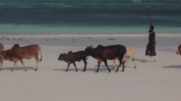 2014 02 Zanzíbar, Tanzania: Ganado caminando en la playa — Vídeo de stock