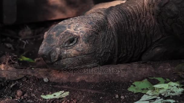 Une jolie tortue regardant la caméra — Video