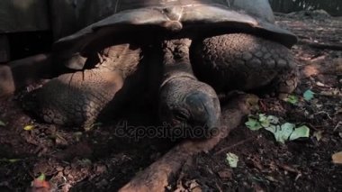 Kameraya bakarak bir sevimli kaplumbağa