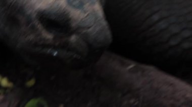 Kameraya bakarak bir sevimli kaplumbağa