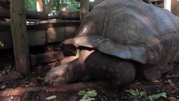 En söt sköldpadda tittar på kameran — Stockvideo