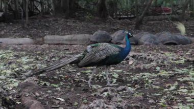 Güzel tavus kuşu adada yaşamak.